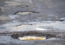 MESSA IN SICUREZZA DELLE STRADE DANNEGGIATE DALLE PIOGGE
