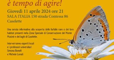 PROGRAMMA DI TUTELA DELLE FARFALLE SUL MONTE MUSINE’. Giovedì 11 aprile a Caselette.